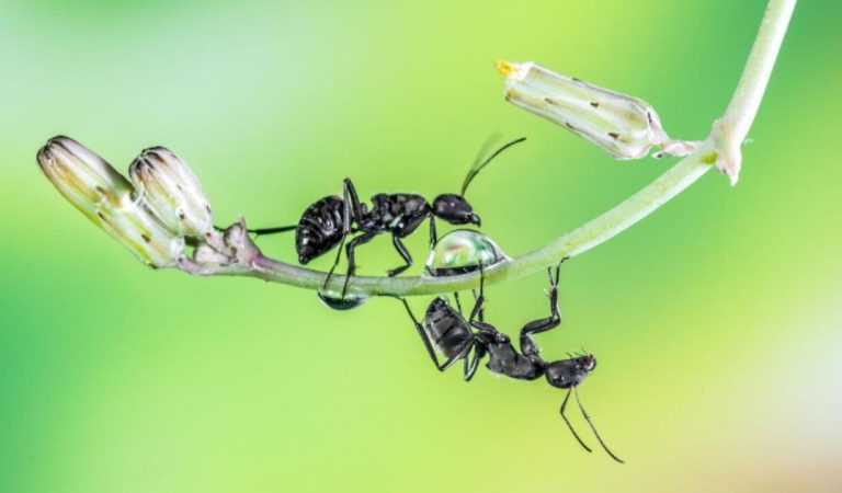 Karıncaların 66 Milyon Yıldır Tarım Yaptığı Ortaya Çıktı